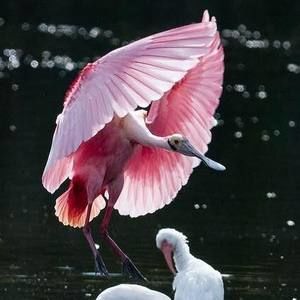 Meet your Posher, Ralph